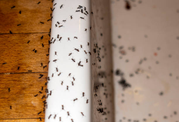Best Pest Prevention Services  in Arthurdale, WV